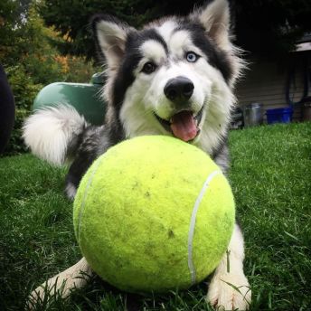 Jumbo Ball for Dogs - 25 Unique Gifts for Dog Lovers (and their Dogs)